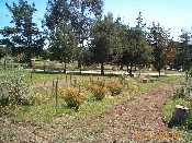 Asclepia Garden