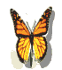 Flutter