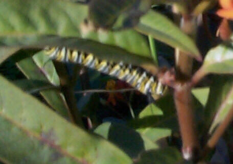 A caterpillar