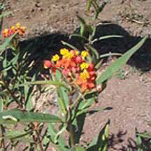 red butterfly
