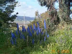 echium