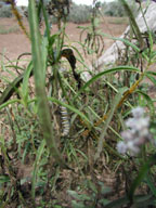 Narrow Leaf> </A>

<HR ALIGN=