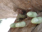 Curassavica