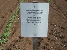 Speciosa4