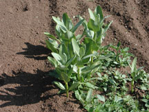 Speciosa 6