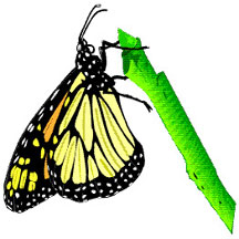 butterfly