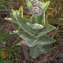 speciosa